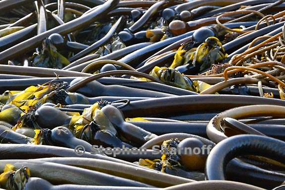 kelp on beach 3800 4 graphic